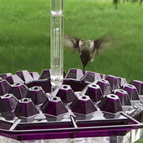 unearry Sweety Hummingbird Feeder