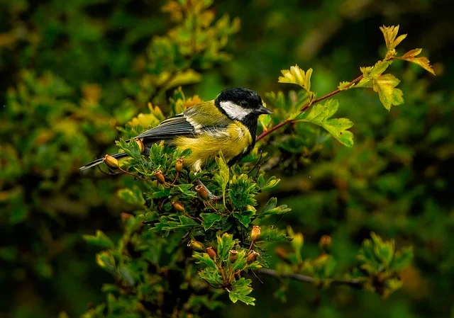 推荐动物2-山雀