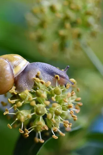 推荐动物4-蜗牛