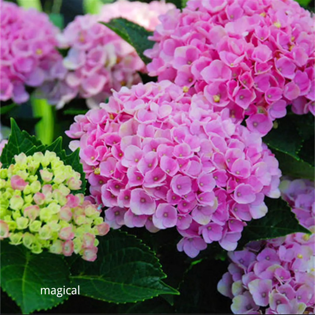 80 Pcs Hydrangea Seeds