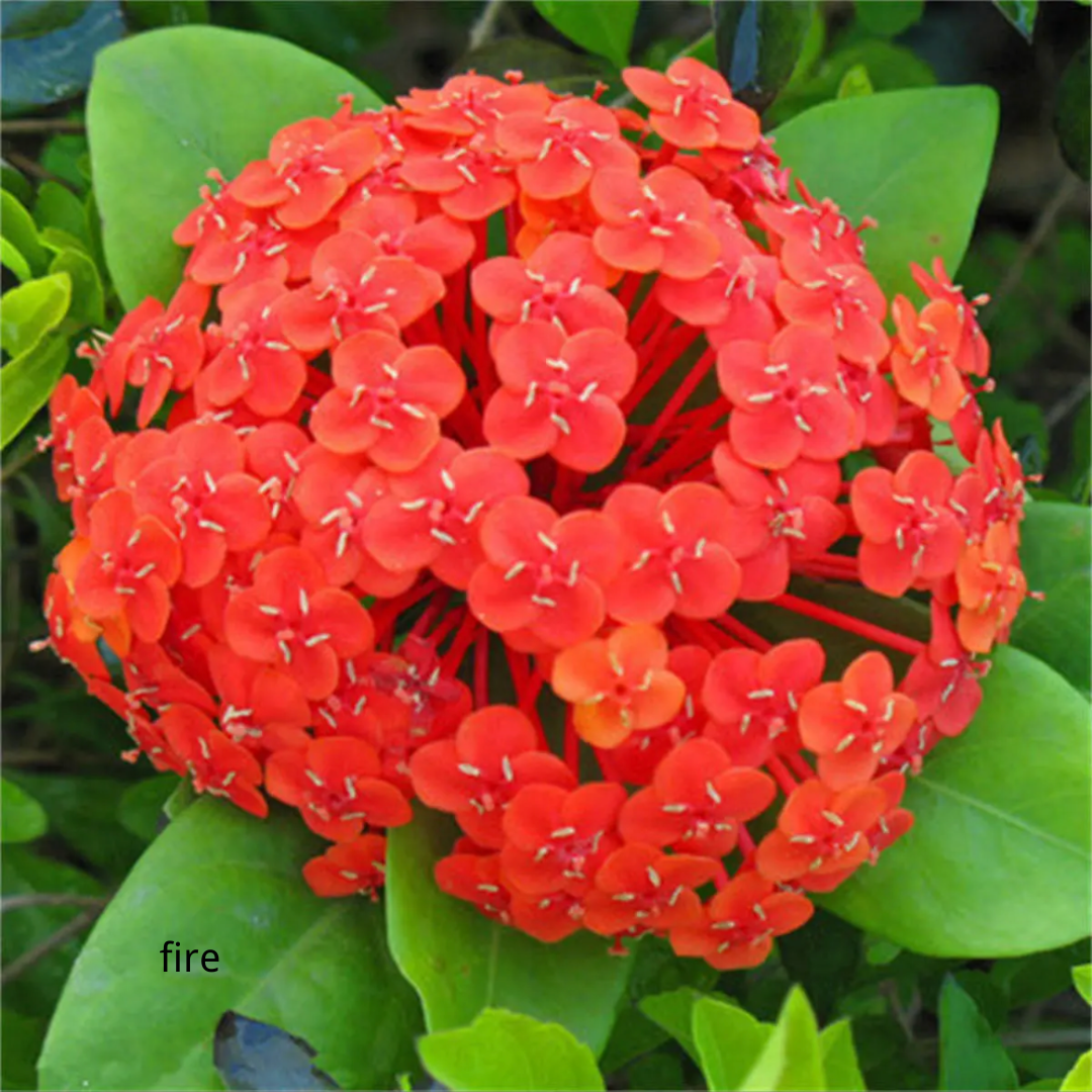 80 Pcs Hydrangea Seeds