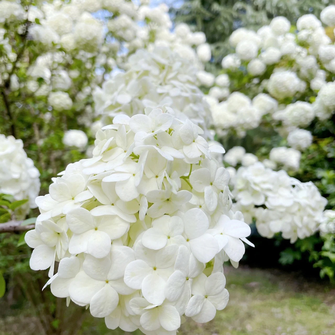 80 Pcs Hydrangea Seeds