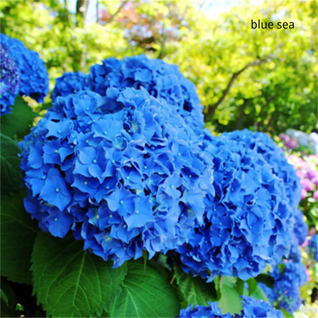 80 Pcs Hydrangea Seeds