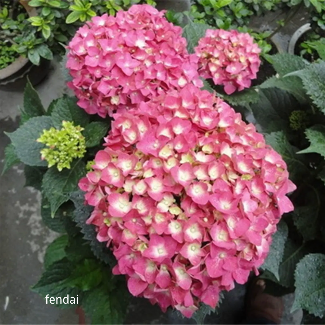 80 Pcs Hydrangea Seeds