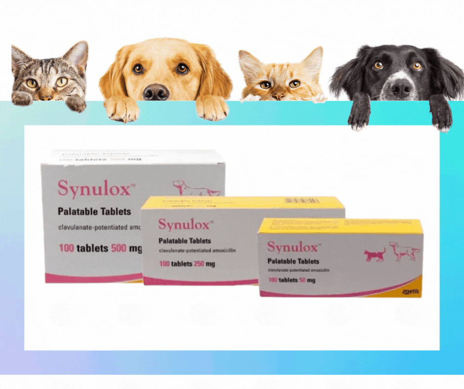 Pet Health Supplement 50mg 250mg 500mg Tablets For Dog Cat Wellness And Vitality - 5