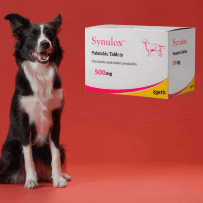 Synulox 3 (1) Pet Health Supplement 50mg 250mg 500mg Tablets For Dog Cat Wellness And Vitality - 7