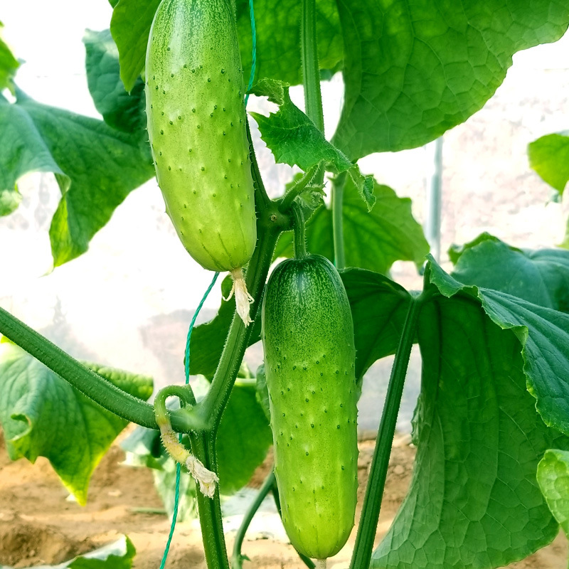 30Pcs Snack Cucumber Seeds