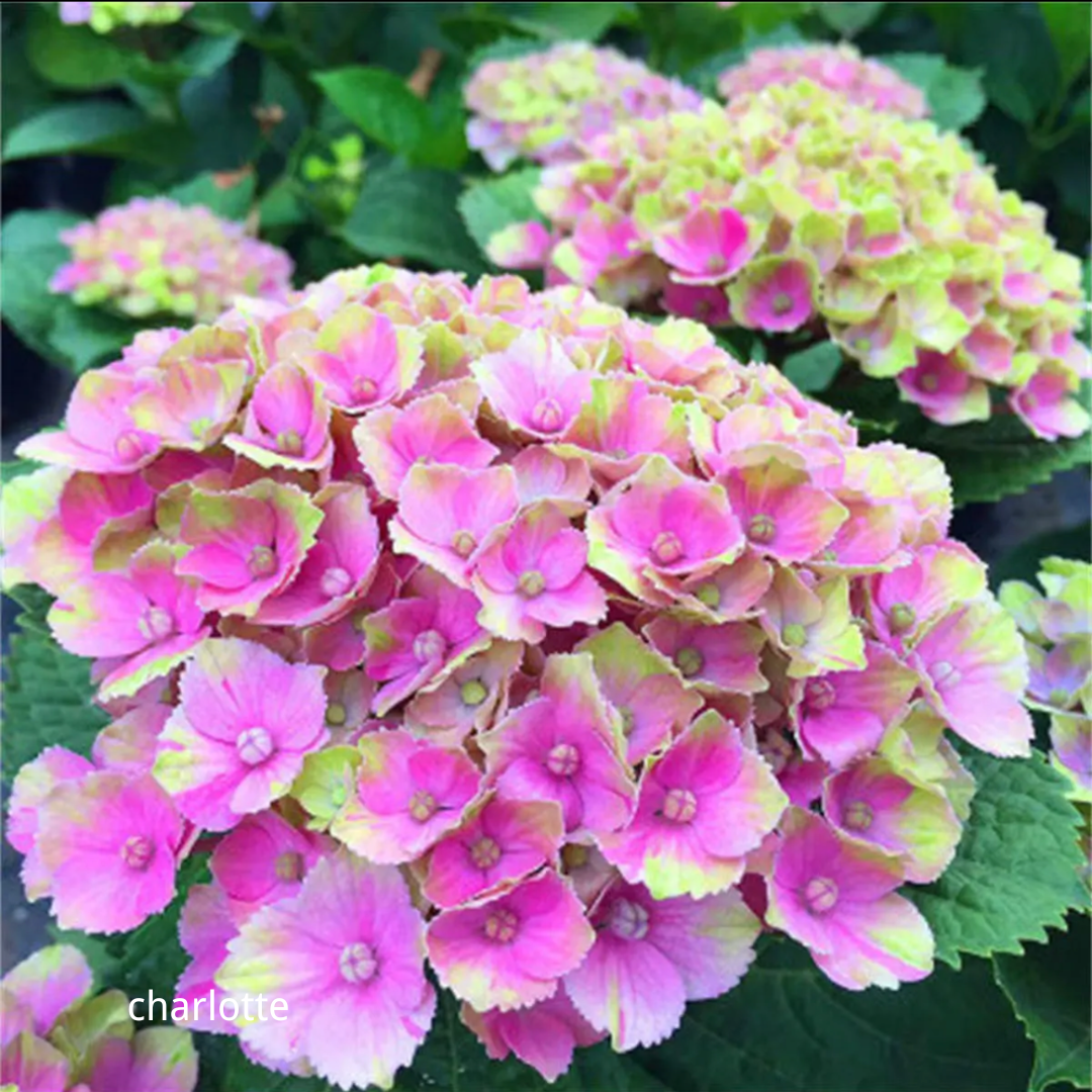 80 Pcs Hydrangea Seeds