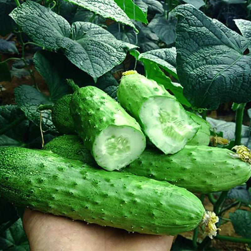 30Pcs Snack Cucumber Seeds