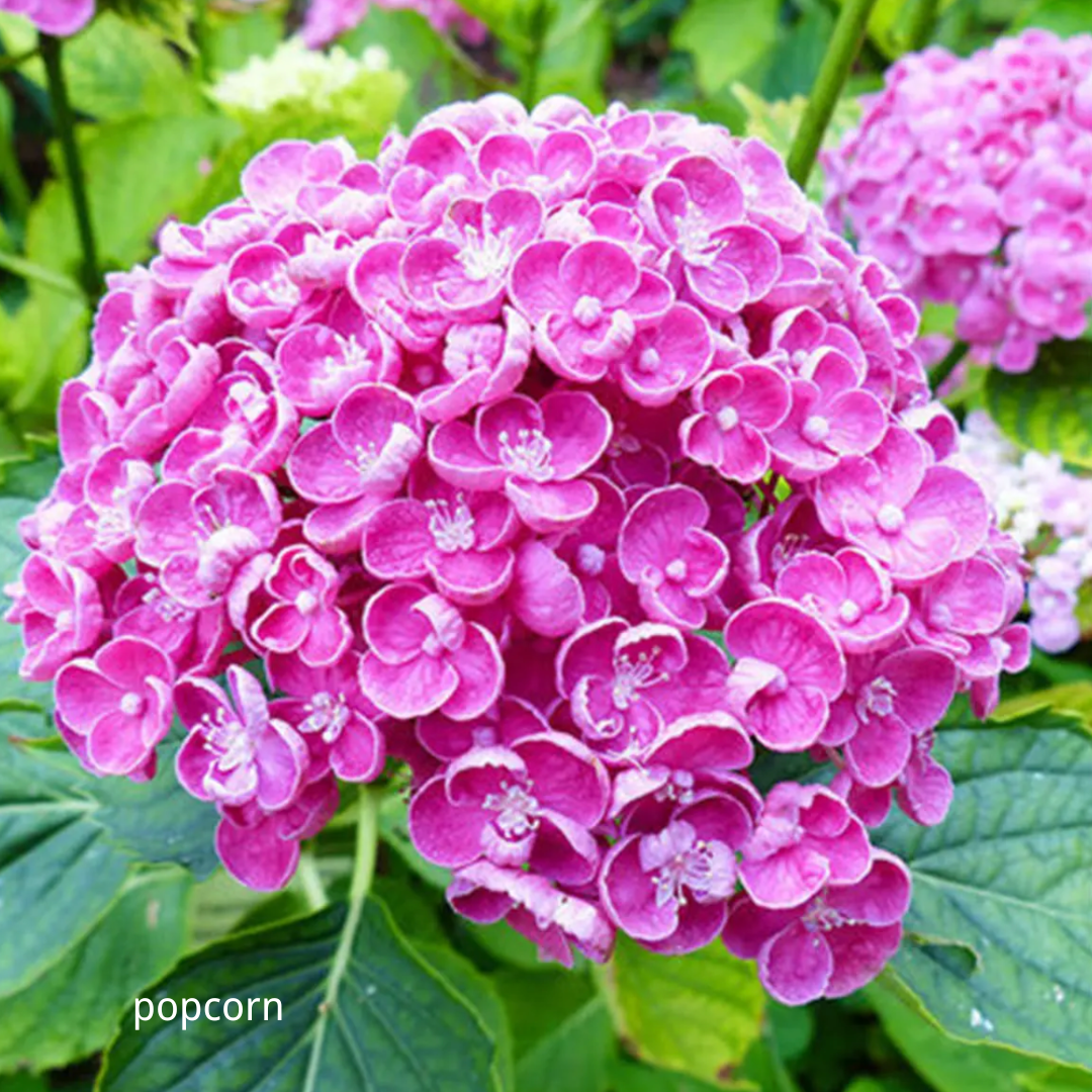 80 Pcs Hydrangea Seeds