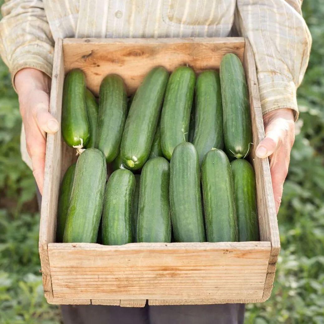 30Pcs Snack Cucumber Seeds