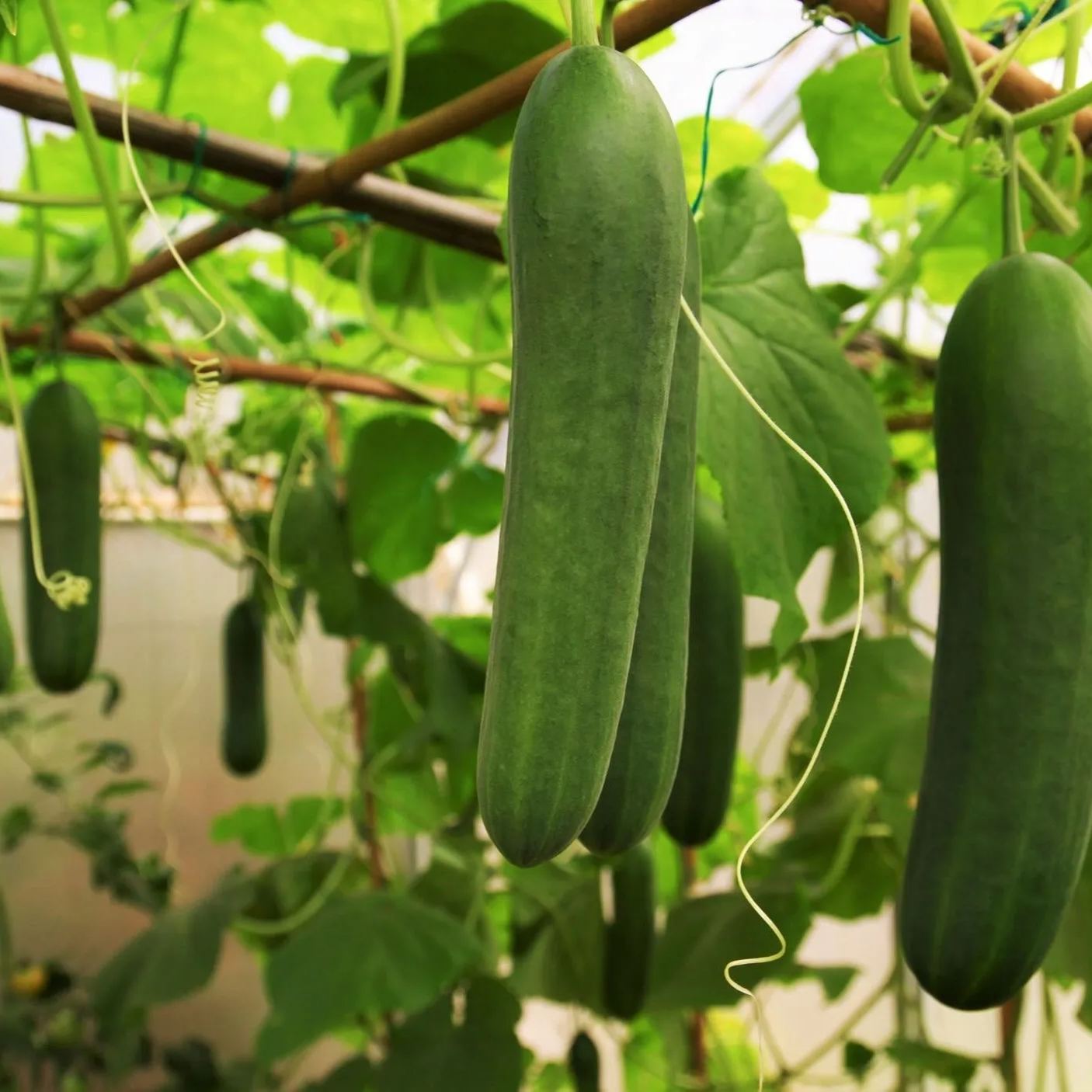 30Pcs Snack Cucumber Seeds