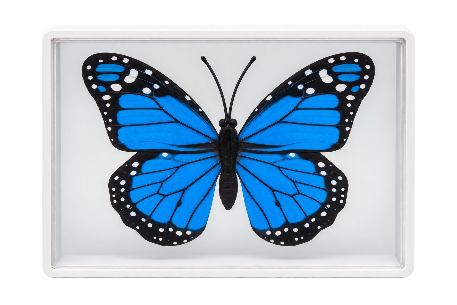 Omni Butterfly by Hyde Ren