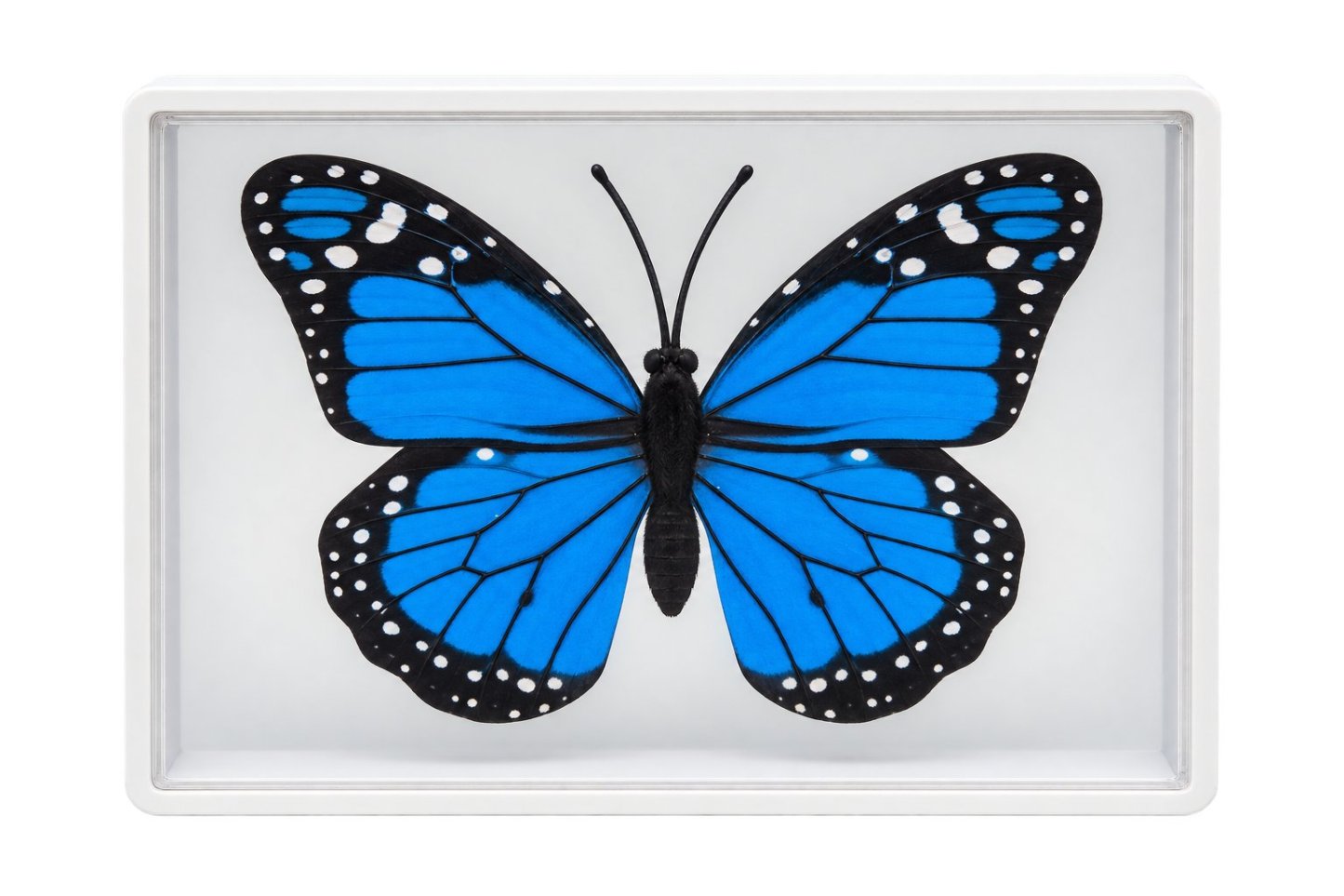 Omni Butterfly by Hyde Ren
