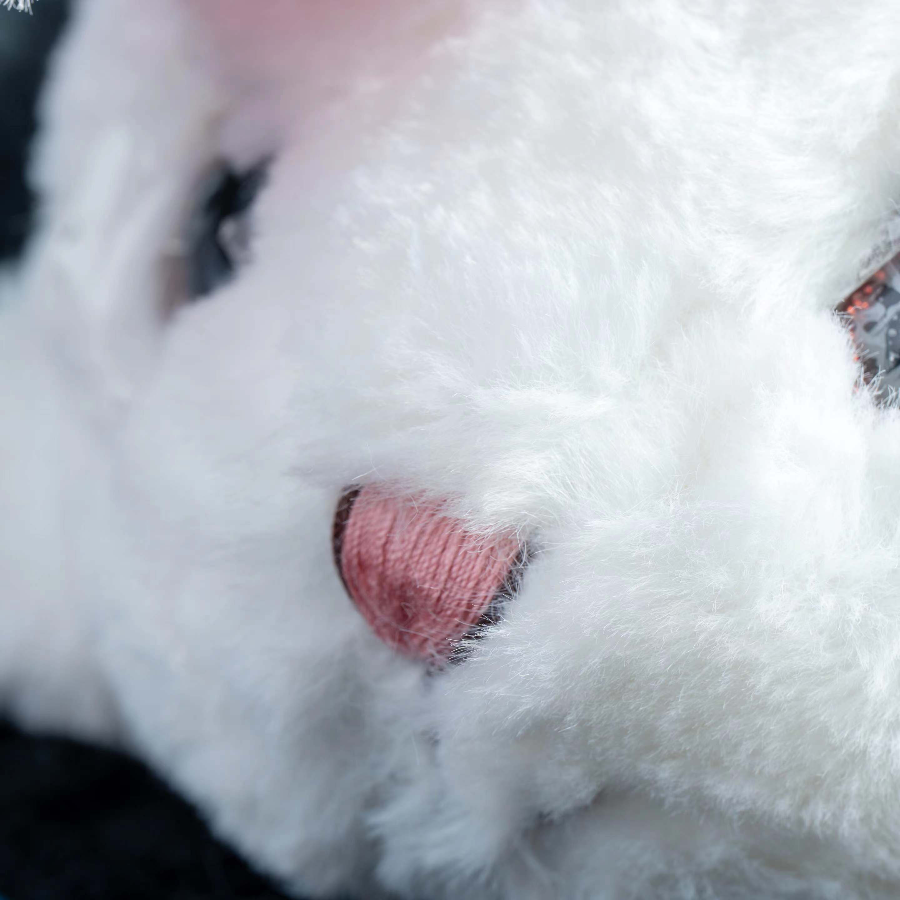 Magic Rabbit  by Alan Wong