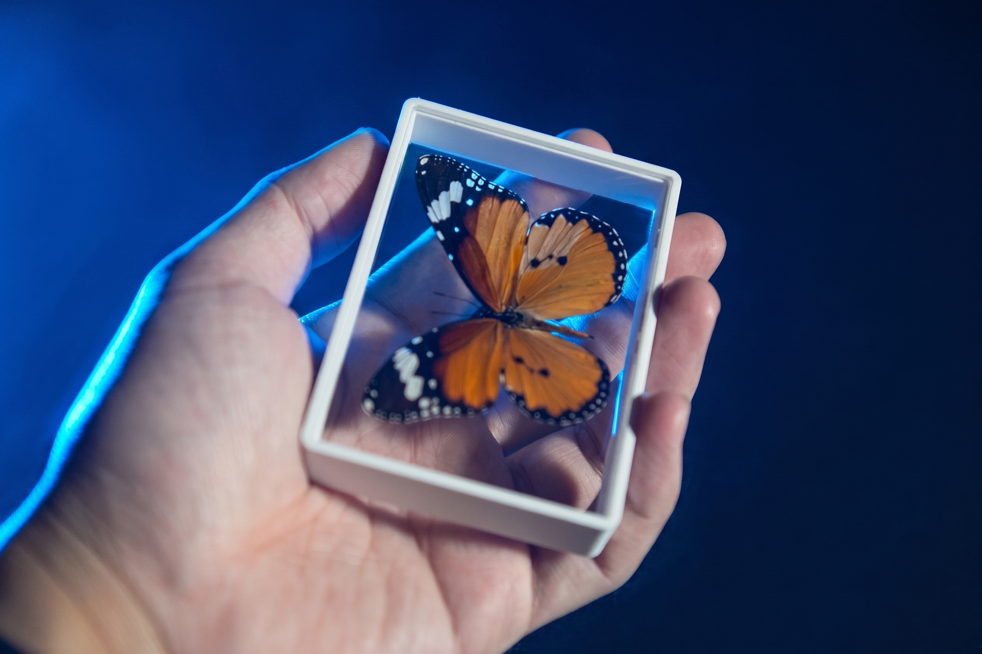 Omni Butterfly by Hyde Ren