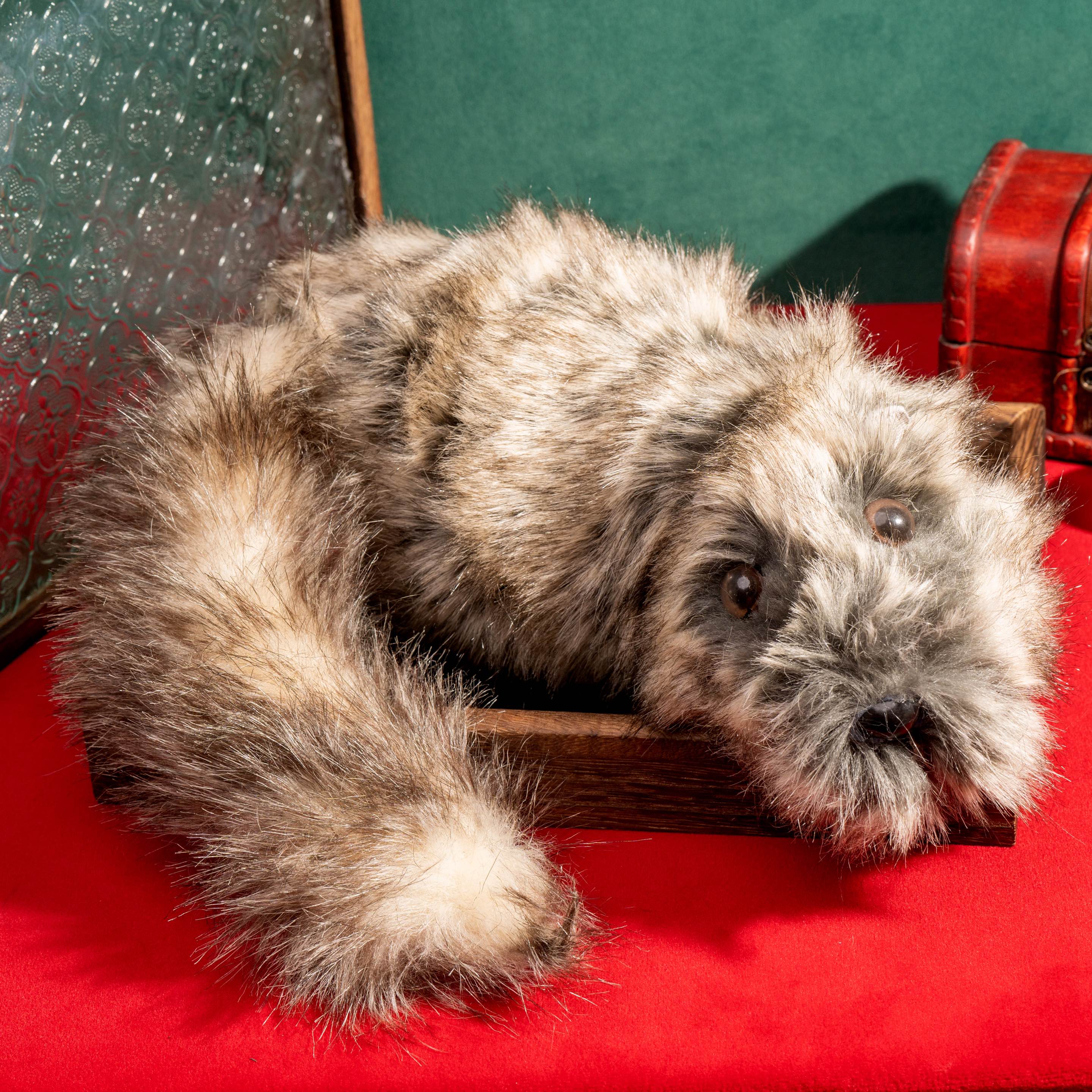 Racoon