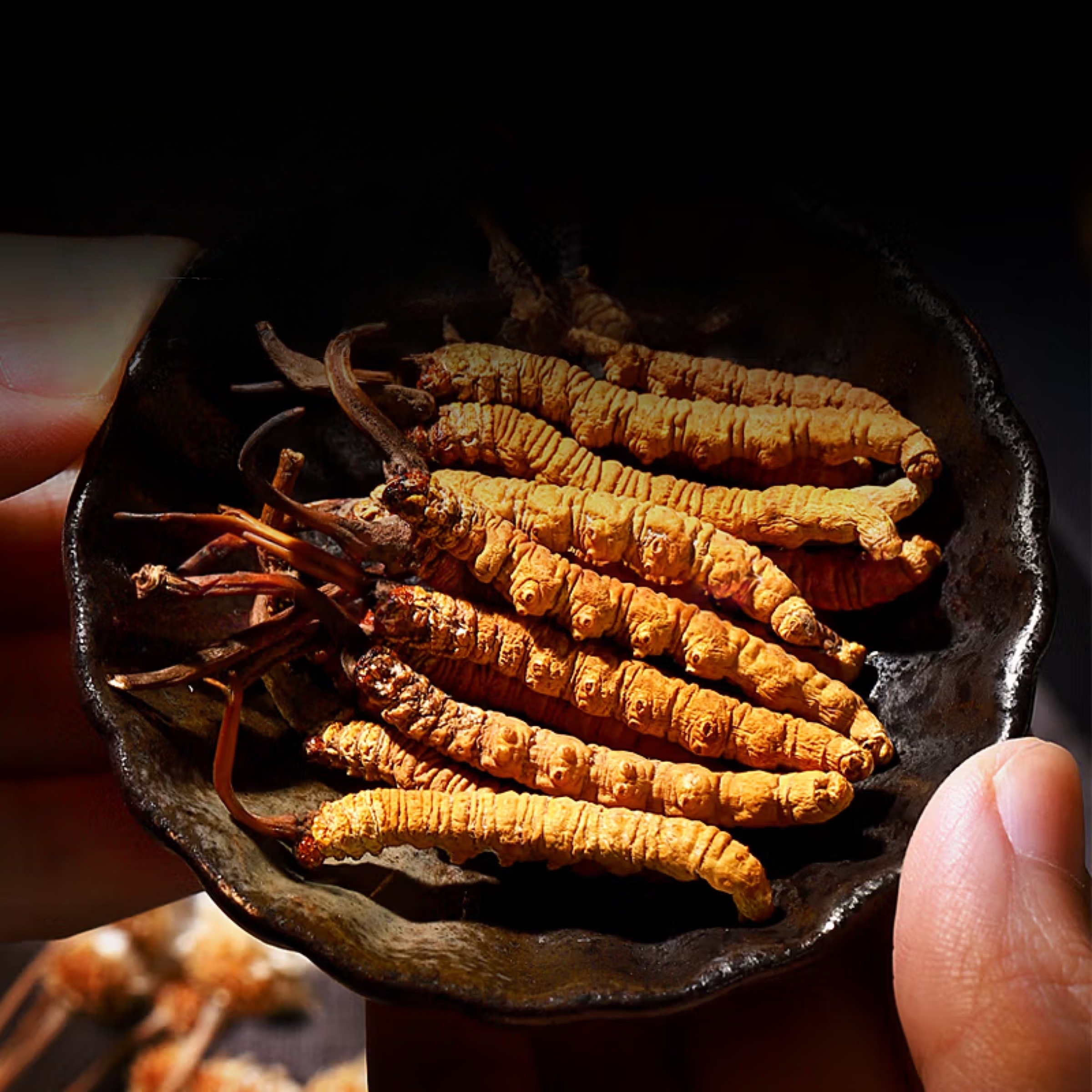 Natural Cordyceps sinensis gift box for parents and elders, high-end nourishing and nutritious holiday gifts