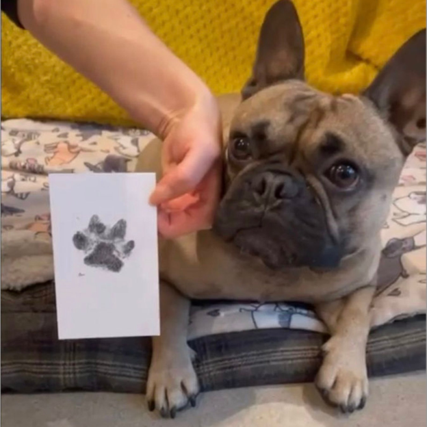 Pet Paw Print Kit Pet Memorial and Puppy Milestone Keepsake | inAccs44