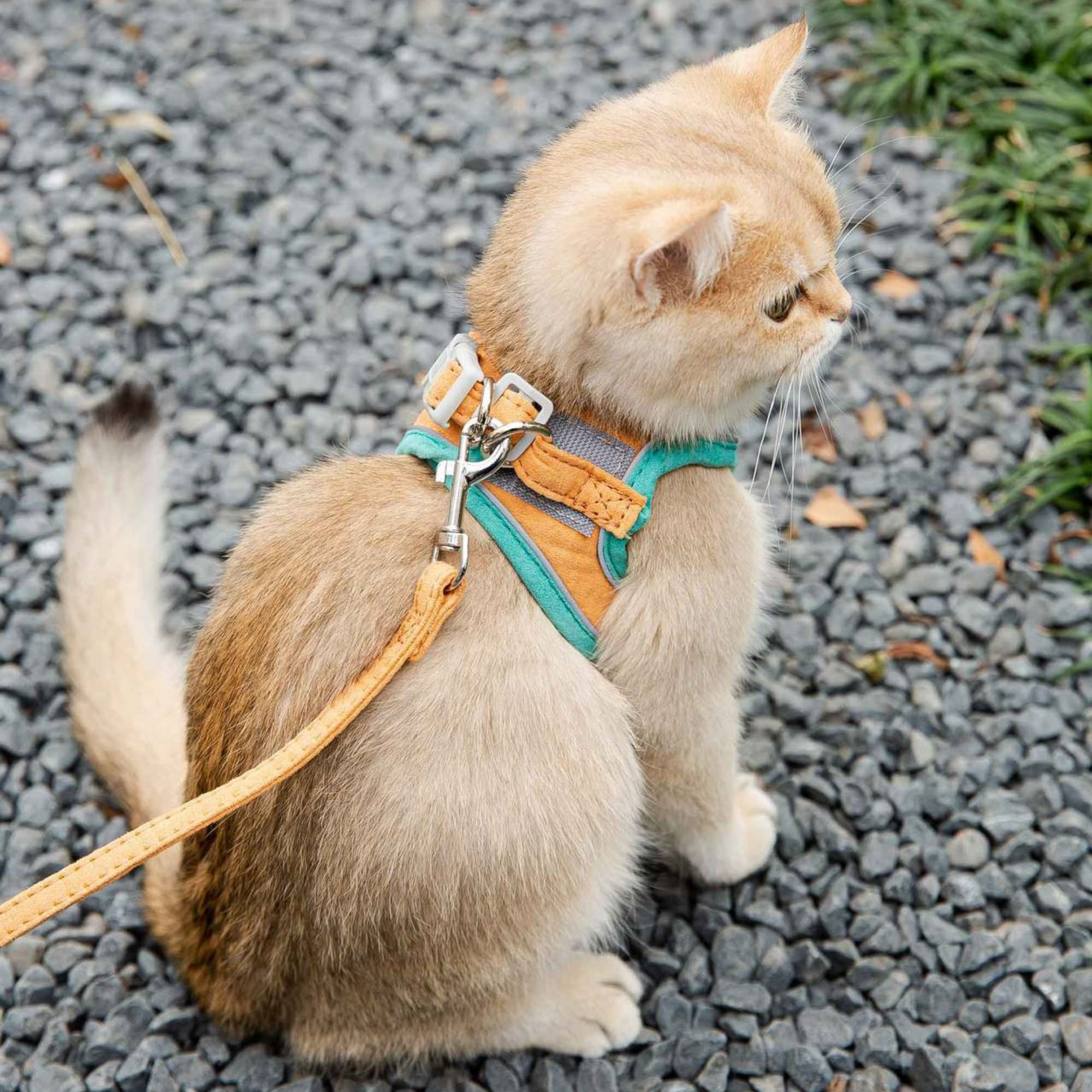 Personalized Embroidered Name Pet Harness with Leash | inAccs09