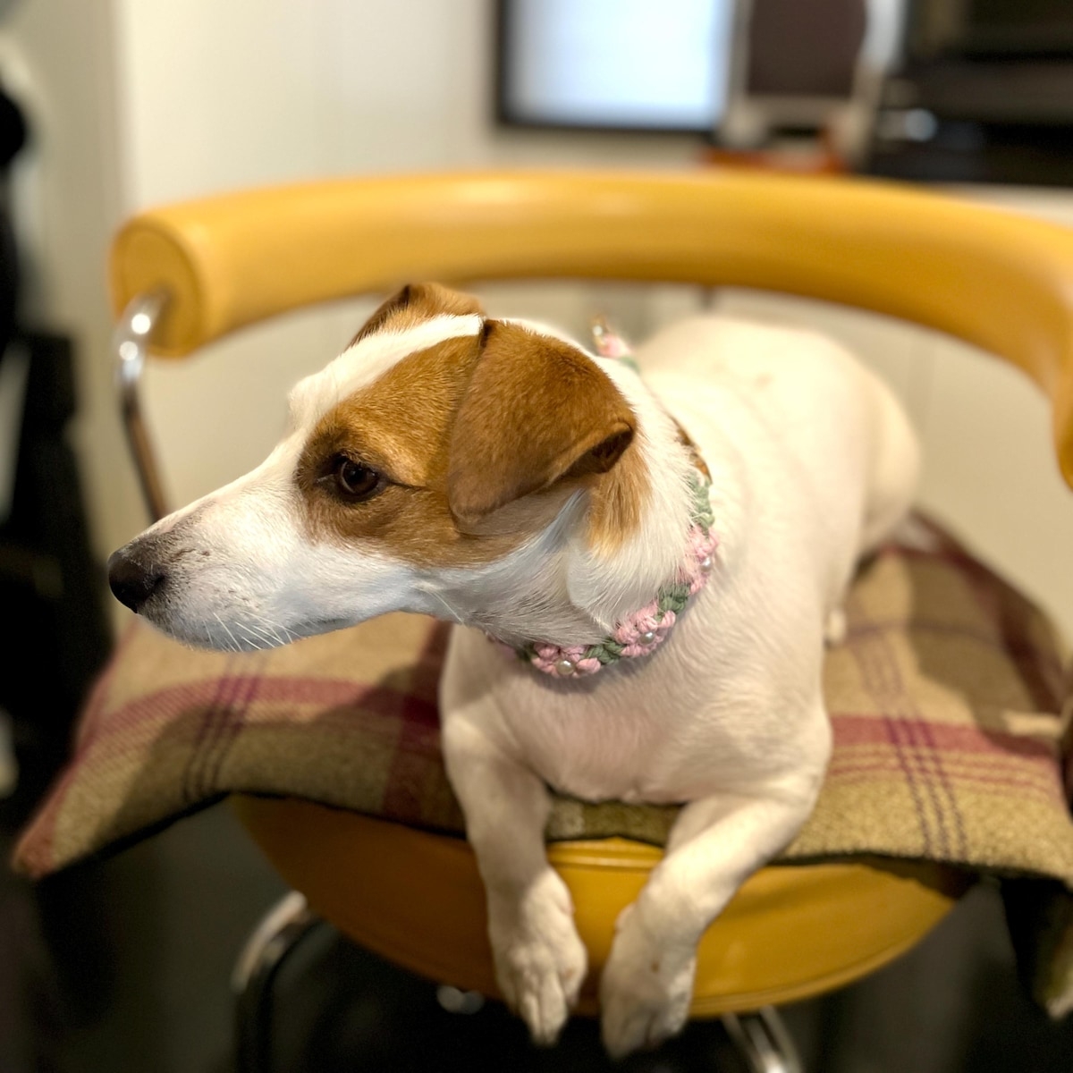 Personalized Engraved Name Woven Flower Pet Collar | KKPet450