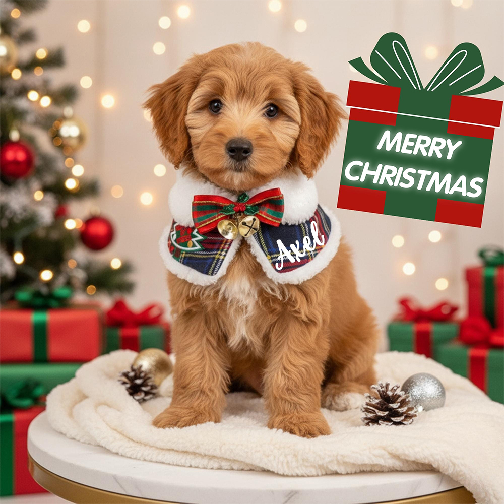 Personalized Christmas Pet Scarf with Plush Collar | inpet12
