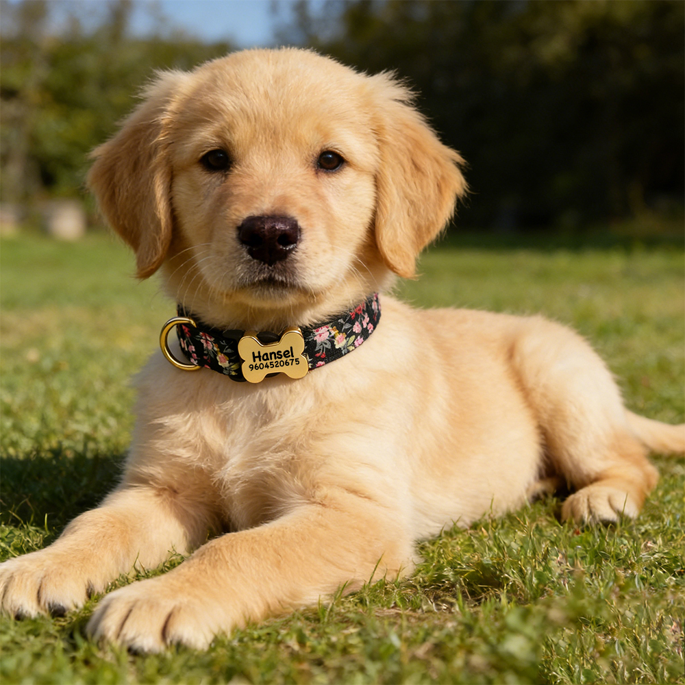 Personalized Engraved ID Pet Collar | inAccs40