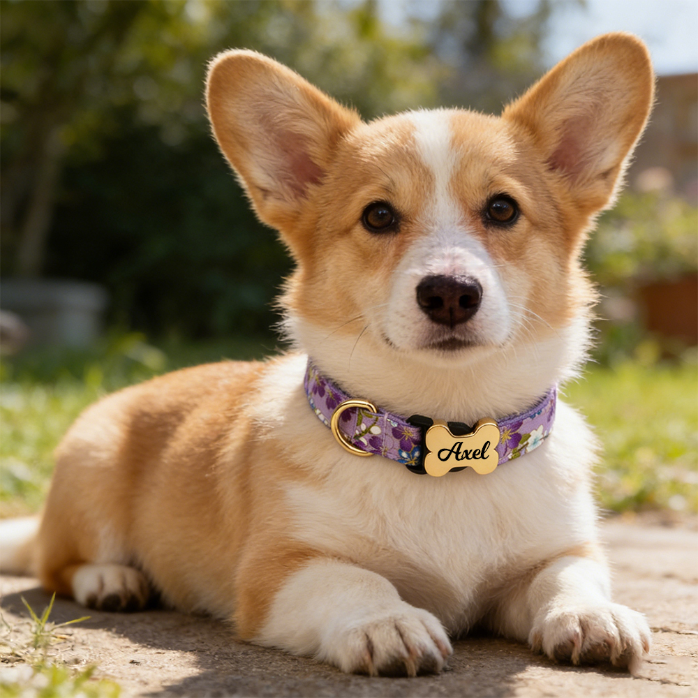 Personalized Engraved ID Pet Collar | inAccs40
