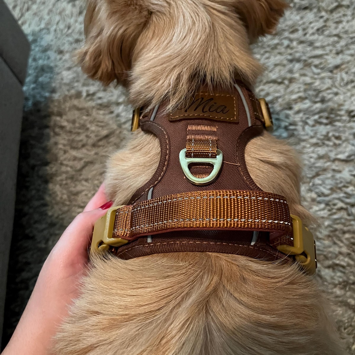 Personalized Pet Harness With Reflective Properties | inAccs58