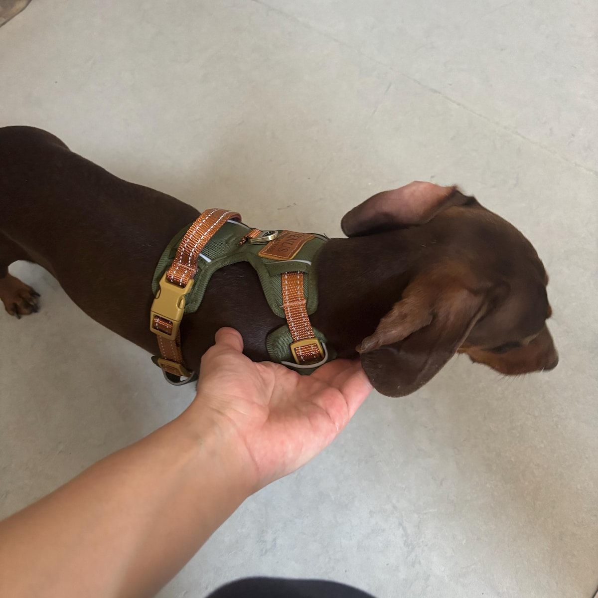 Personalized Pet Harness With Reflective Properties | inAccs58