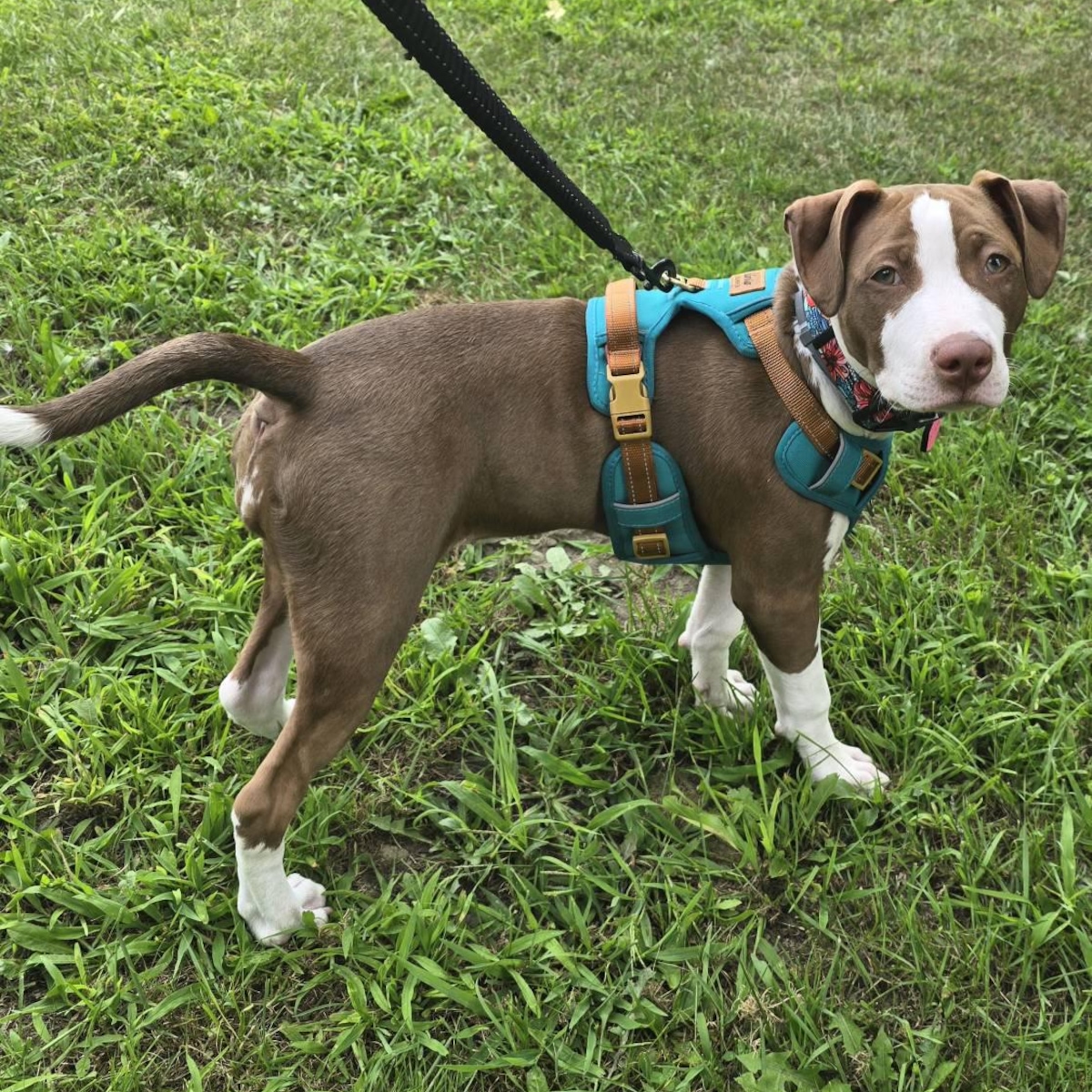 Personalized Pet Harness With Reflective Properties | inAccs58