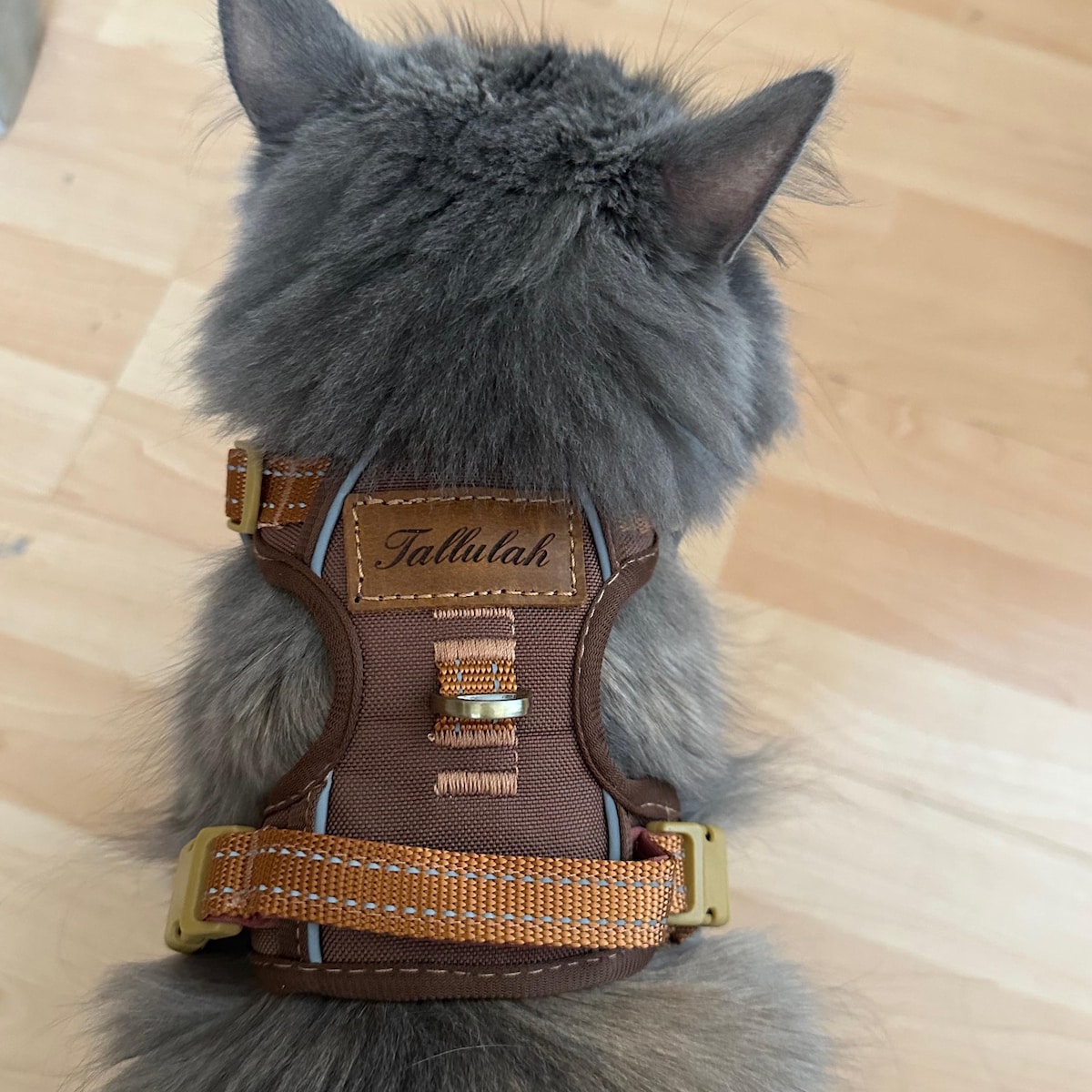 Personalized Pet Harness With Reflective Properties | inAccs58