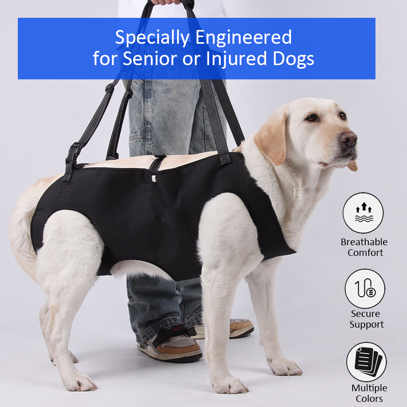Personalized Name Dog Walking Aid Harness | inAccs24