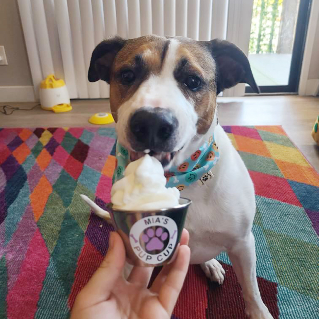 Personalized Pet Stainless Steel Reusable Mini Pup Cup Mug | BKPet273