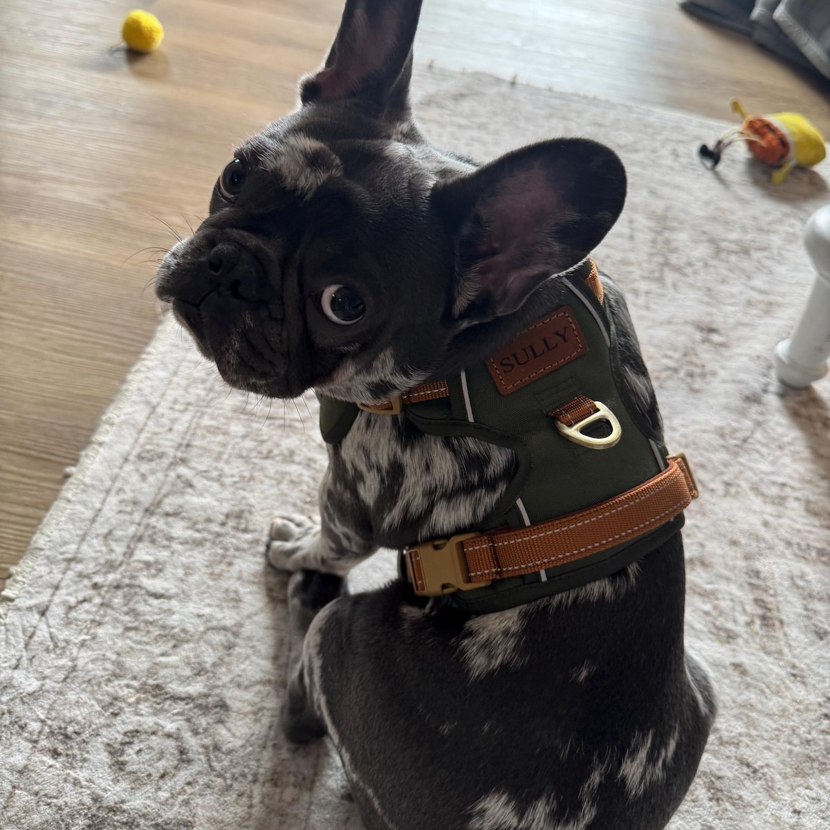 Personalized Pet Harness With Reflective Properties | inAccs58