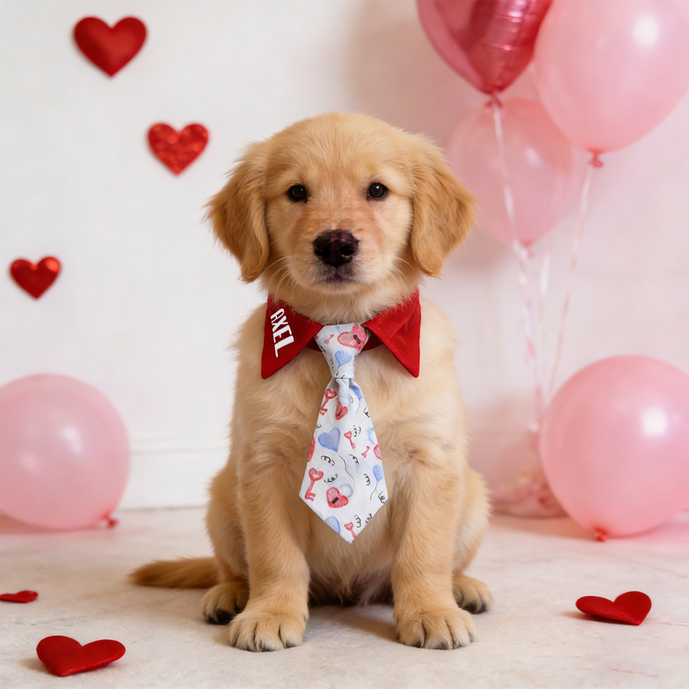 Personalized Pet Valentine's Day Tie Collar | inAccs01