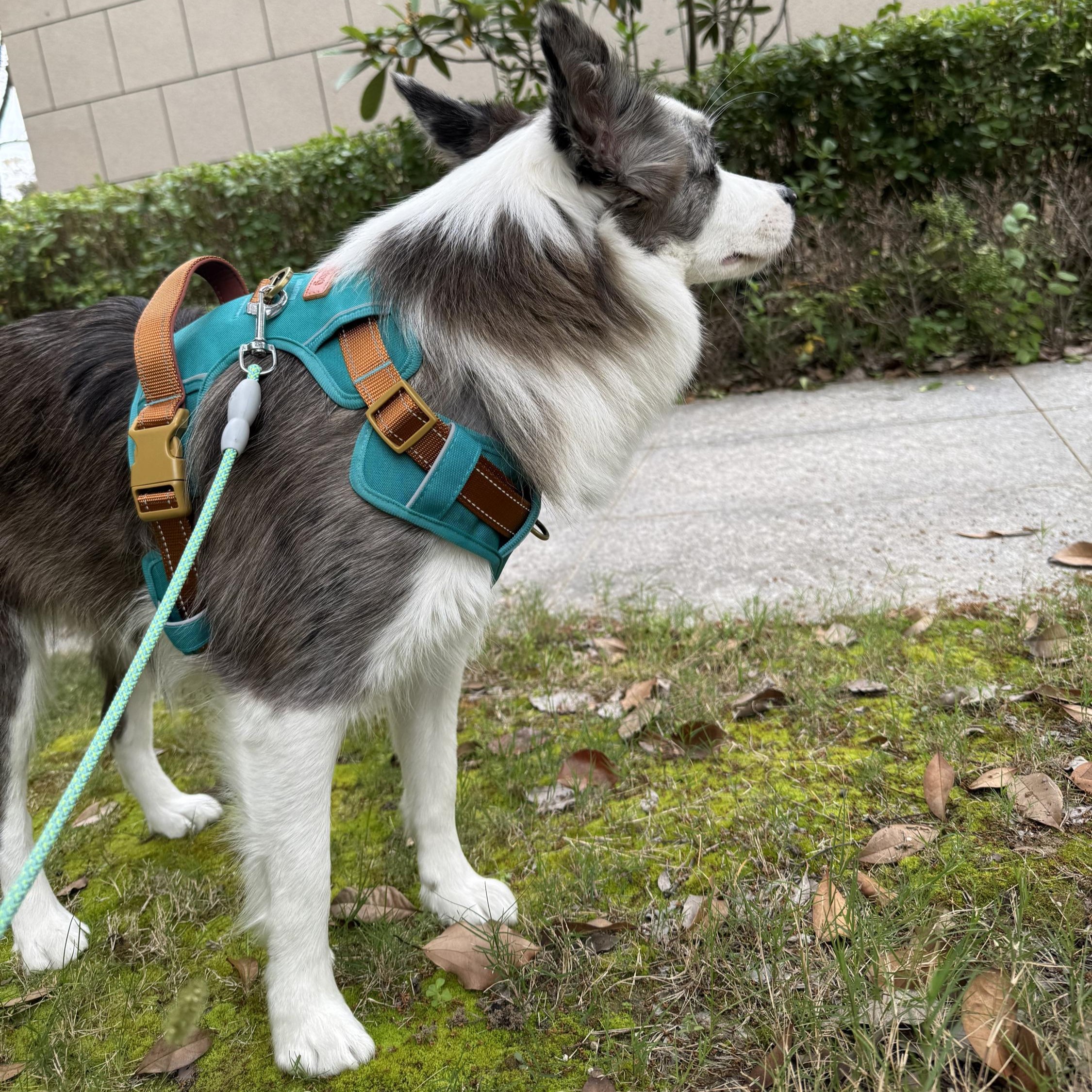 Personalized Pet Harness With Reflective Properties | inAccs58