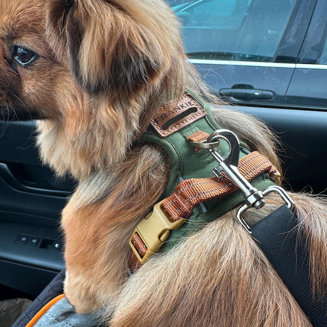 Personalized Pet Harness With Reflective Properties | inAccs58