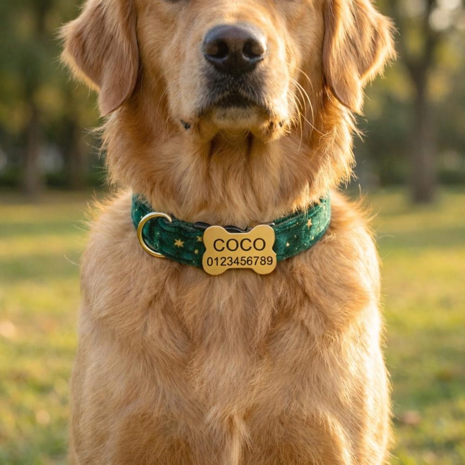 Personalized Engraved ID Pet Collar | inAccs40