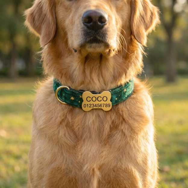 Personalized Engraved ID Pet Collar | inAccs40