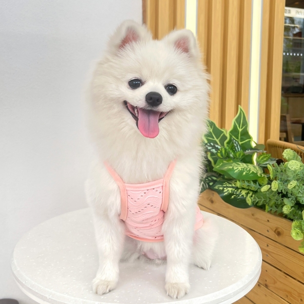 Personalized Embroidered Name Pet Breathable Tank Top | inCloth34