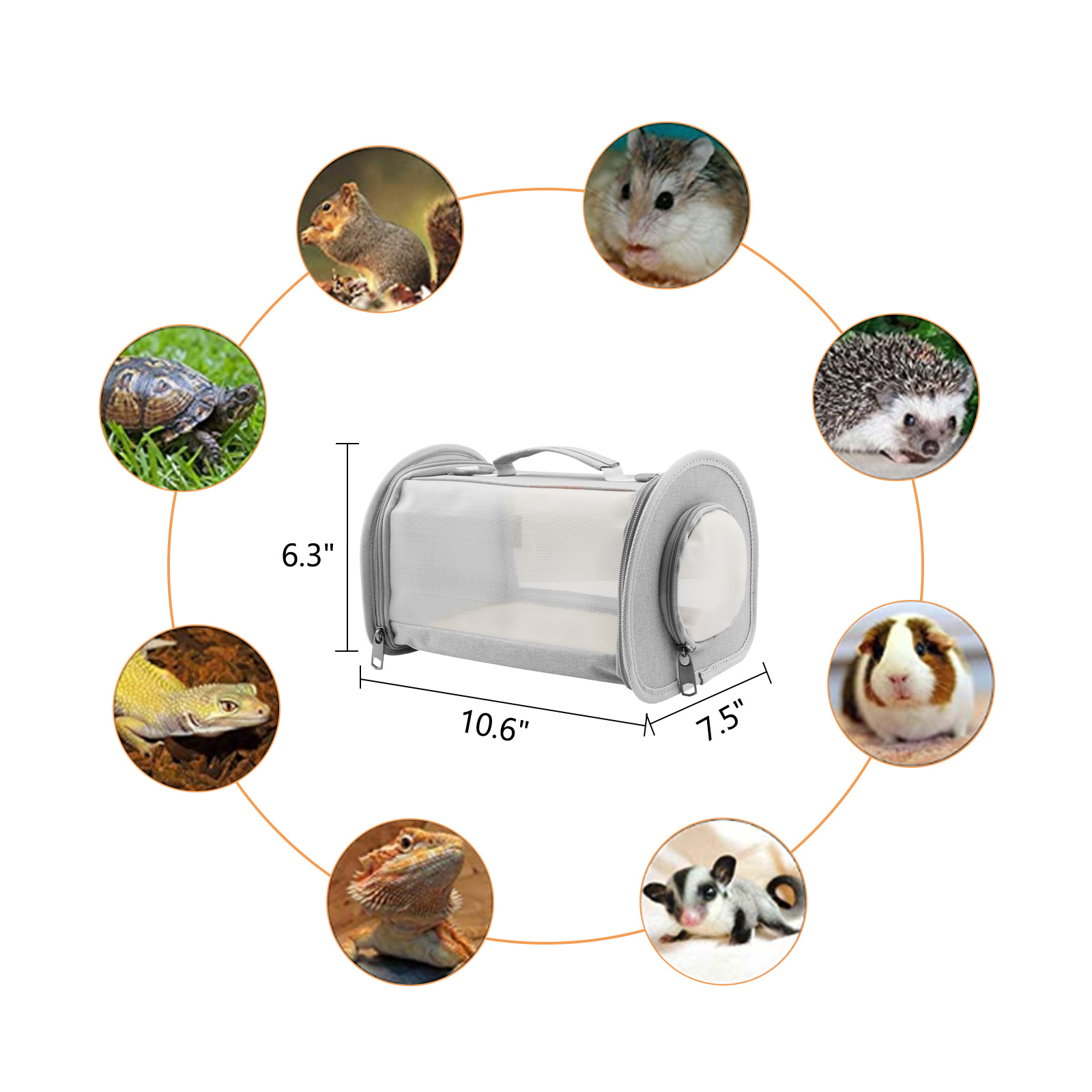 Bearded Dragon Carrier