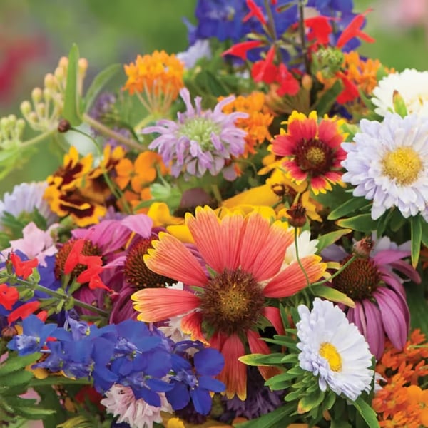 🔥Final Day Clearance Steals❗❗Wildflower Mix Assortment of Perennial Wildflowers - Perennial🌹