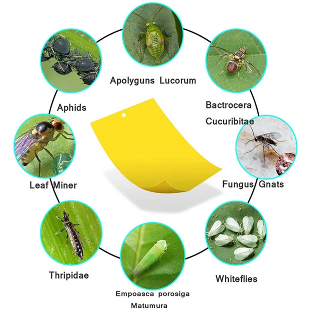 40 pcs Dual-Sided Yellow Sticky Traps Package,with Twist Ties, for Fruit Fly Gnat Sticky Trap Plant Indoor Outdoor Natural Insect Control, Non-Toxic