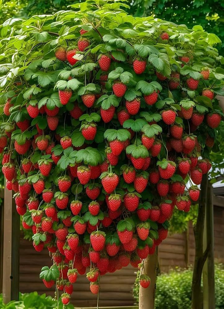 Giant Strawberry Seeds
