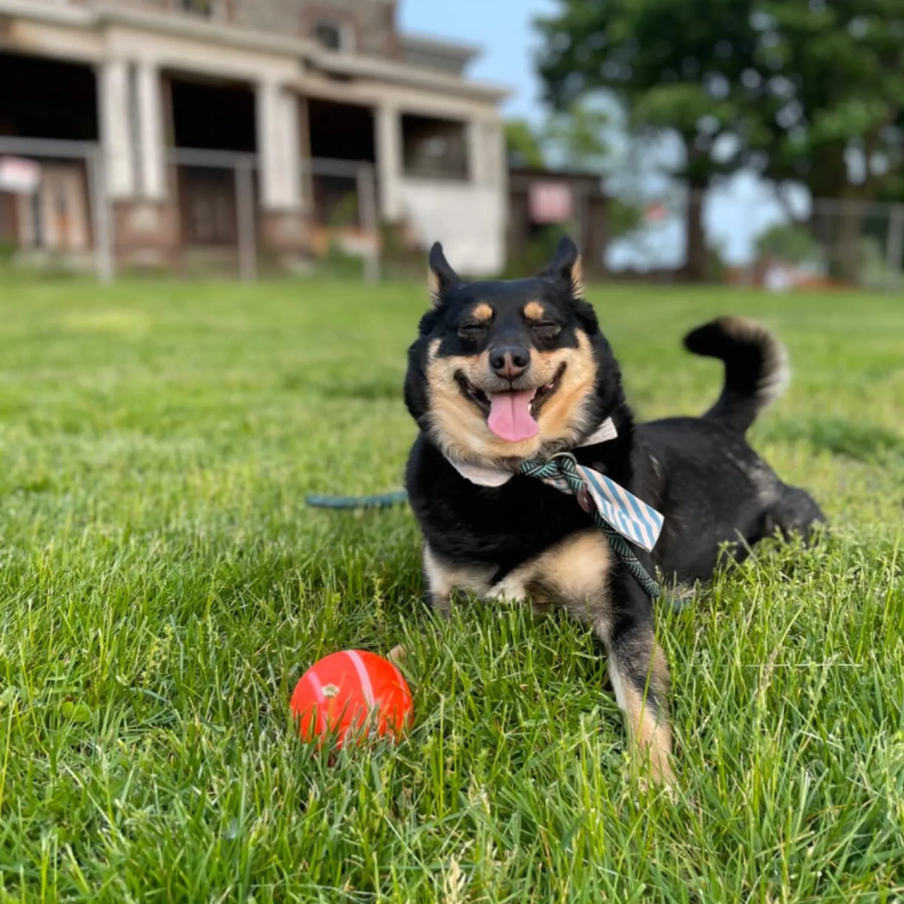 🔥LAST DAY SALE 50% OFF - Interactive Dog Toys Dog Ball