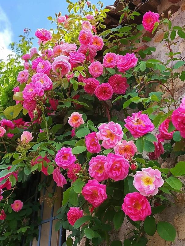 Climbing Rose Seeds