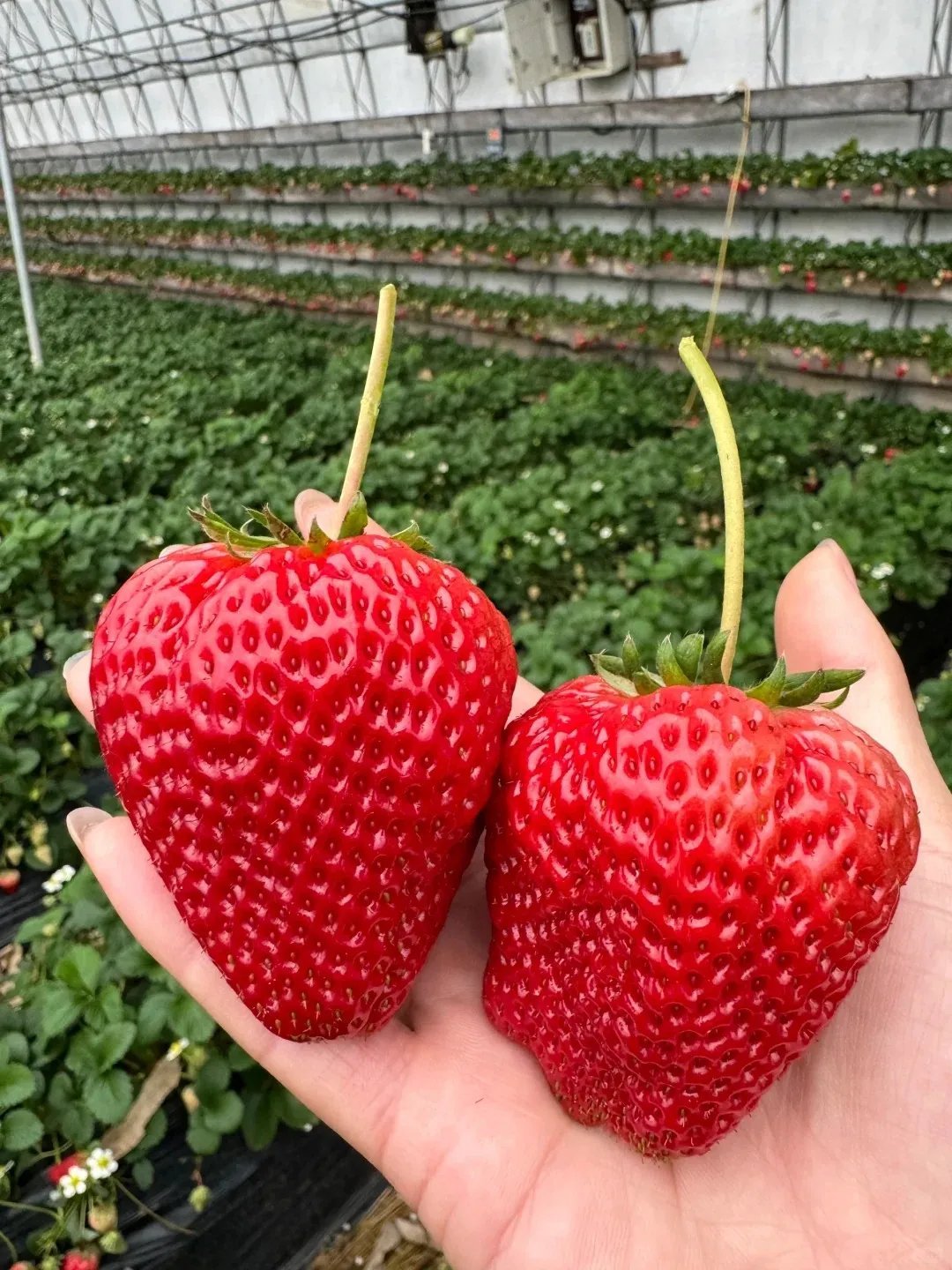 Giant Strawberry Seeds