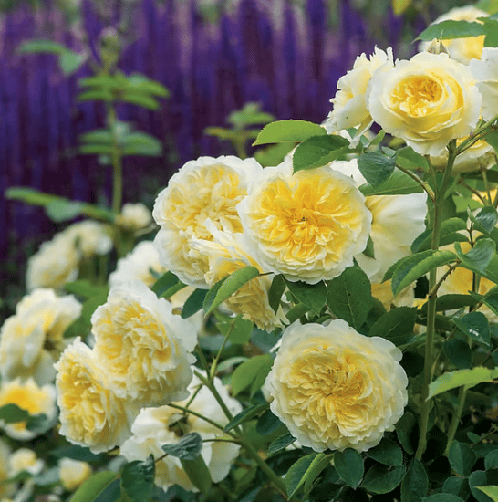 🌸[7 days germination]💐Beautiful Climbing Rose Seeds