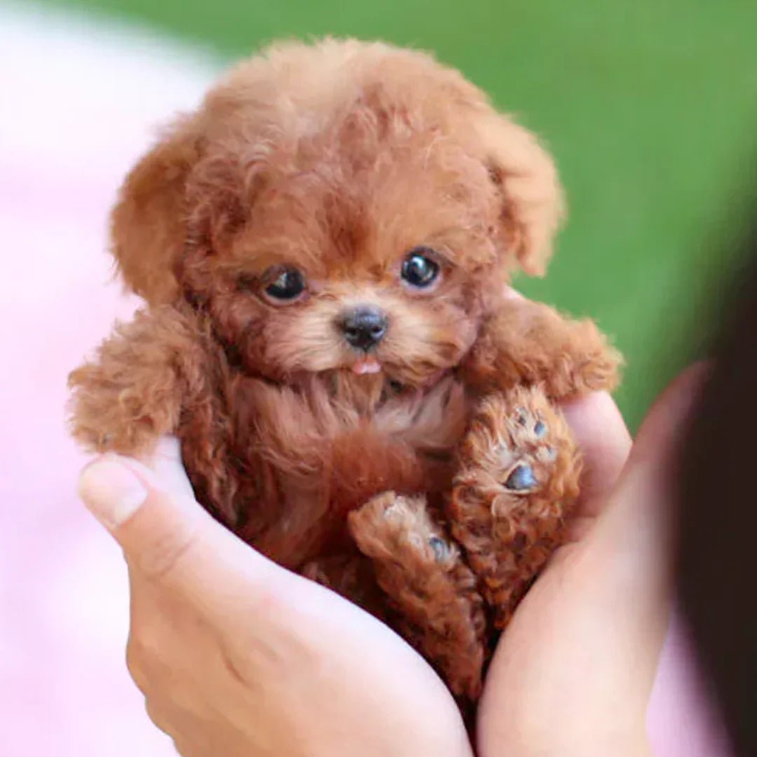 🔥2025 New Year Sale 49% OFF - The Most Realistic Robot Puppy Ever!